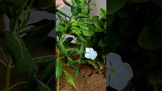 flowers quranrecitation nature natureflowers islamicvideosnaturelovers367tilawatquran [upl. by Hackney]