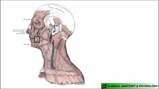 Platysma  Structure amp Functions [upl. by Karlie]