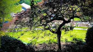 Summer pruning of a large Acer palmatum dissectum in Mt Vernon WA  Second session after winter [upl. by Eahsat524]