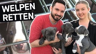 Hunde retten Das schmutzige Geschäft mit Hundewelpen im Internet  PULS Reportage [upl. by Flori734]