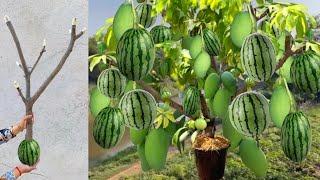 Great technique for grafting Mango tree and watermelon fruit with banana amp pumpkin [upl. by Bebe]