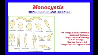 Monocystis  Reproduction and Life Cycle [upl. by Anovahs]