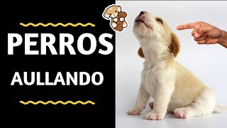 HERMOSOS PERROS AULLANDO FUERTE  dogs howling 🐶 Sonidos de Perros Aullando HD [upl. by Previdi]