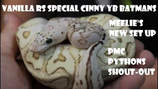 VANILLA REDSTRIPE SPECIAL CINNY BATMANS PLUS MEELLIES NEW SET UP amp PMC PYTHONS SHOUT OUT [upl. by Nachison483]