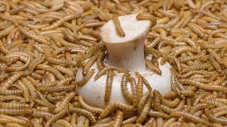 10 hours in 1 minute TimeLapse Mealworms eating [upl. by Redla]