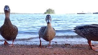 Ducks quacking on a lake in the forest [upl. by Ecienaj]