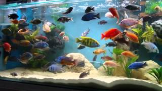 African Cichlid 100 Gallon Tank Update 28614 [upl. by Rayna]