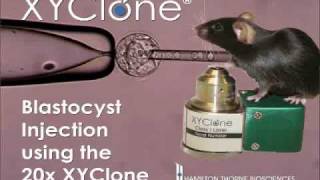 XYClone Laser Blastocyst Injection of ESC Transgenic Mice [upl. by Aliza]