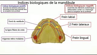 Affona dental  les indices biologiques de la mandibule [upl. by Abeu252]