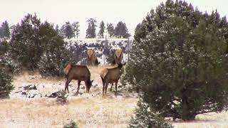 Winter Elk Herd Springerville AZ 12624 [upl. by Manuel]