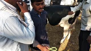 Cow market loniDisat Ahmednagar [upl. by Anitram146]