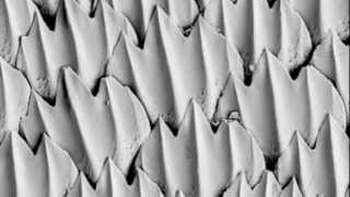 Bio 213  Shark Skin [upl. by Helsell]