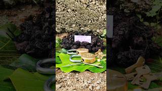 original nalla pasupu original black turmeric plant Kali haldi test trending 9325837843 [upl. by Ferdinanda]