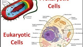 Prokaryotes vs Eukaryotes [upl. by Enomal]