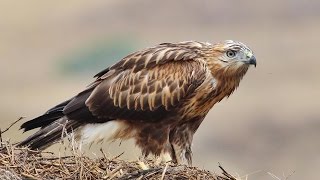 Longlegged buzzard Buteo rufinus Cretzschmar 1829 Αετογερακίνα  Cyprus [upl. by Nayk]