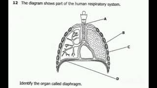 ECZ GRADE 9 INTEGRATED SCIENCE RESPIRATORY SYSTEM 2021 EXAM [upl. by Cherice20]