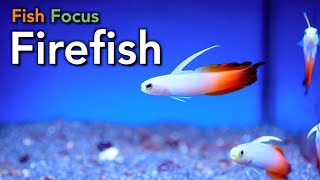 Fish Focus  Firefish [upl. by Valene720]