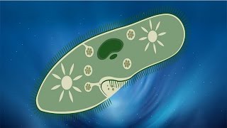 Paramécie vivante observation au microscope [upl. by Gottfried]
