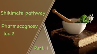 Shikimate pathway  pharmacognosy lec2 part1 [upl. by Outhe]