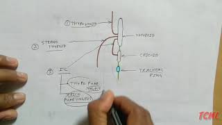 Thyroid Gland Relation  TCML [upl. by Tenneb]