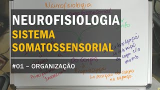 Sistema Somatossensorial  01 Organização  Neurofisiologia [upl. by Leva]