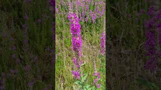 La Salicaire Plante Anti Diarrhée  Purple Loosestrife AntiDiarrhea Plant [upl. by Nosnhoj783]