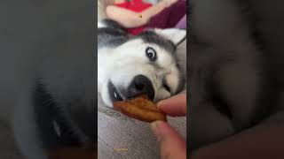 Fastest Way to Wake Up a Husky The Snack That Wakes Up Huskies in 2 Seconds [upl. by Lessur]