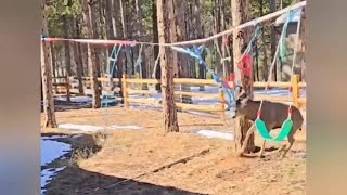 Buck tangled in playground equipment CPW warns homeowners to remove hazards after deer rescue [upl. by Felty]