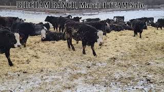 Bircham Ranch March 1 TEAM Sale [upl. by Summons238]