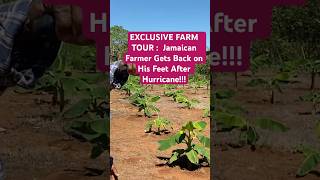 🏝️💪ULTIMATE FARM TOUR Jamaican Farmer STARTS OVER AFTER Hurricane Beryl🌀 [upl. by Sucramej]