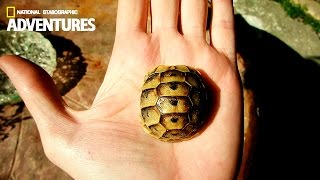 🐢 Small Greek Tortoise Testudo Graeca  Spurthighed Tortoise 🐢 [upl. by Ayadahs267]