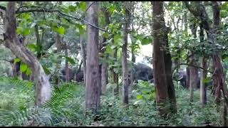 wild elephant in katarniaghat range office road bichia videography by veeru Mishra [upl. by Annerb]