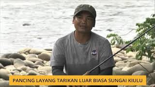 Bicara Borneo Pancing Layang tarikan luar biasa Sungai Kiulu [upl. by Barnes]