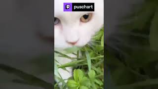 Moderator Puschel gibt eine Kopfnuss im Stream 😹  twitch clips [upl. by Reeva601]