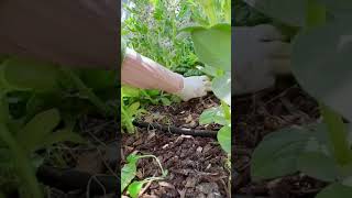 Harvest watercress in pots garden farming shorts [upl. by Rosenstein]