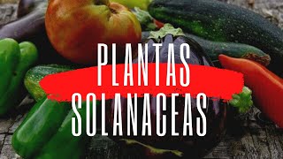 Plantas SOLANACEAS ¿Que son [upl. by Bayard411]