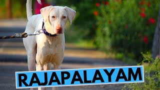 Rajapalayam Dog Breed  Facts and Information [upl. by Akinahc595]