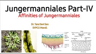 Jungermanniales PartIVAffinities of Jungermanniales [upl. by Sarnoff493]