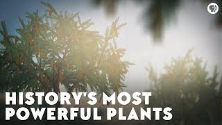 Historys Most Powerful Plants [upl. by Kovacev660]