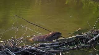 A North American Beaver shoves a long stick all the way in its northern USA dam then goes down it [upl. by Squier980]