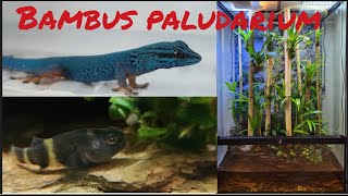 Bambus Paludarium [upl. by Avihs46]