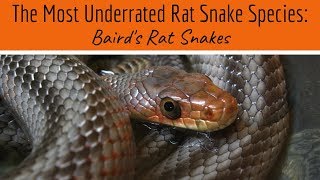 The Underrated Bairds Rat Snake [upl. by Atwekk196]