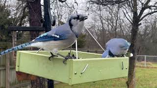 Michigan Backyard Birds with Original Birds SoundNature Relaxation video [upl. by Rizan822]