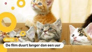 Viral kattenfilmpjes in de bioscoop te zien [upl. by Tomkins]