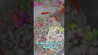 A new guest my aquarium  আমার একুরিয়ামের নতুন মেহমান  shorts aquarium [upl. by Nolla]