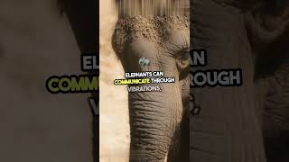 Mind Blowing Elephant Facts You Never Knew [upl. by Basir565]