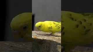 Tweety love chocolate funny comedy fun cutebaby cute forcat birds tvcat birdvideos [upl. by Arlyn]