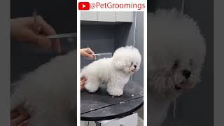 ShihTzu Gets AMAZING New Look pets doggroominglife cutepet puppy groominglife dogbreed [upl. by Nylessoj11]