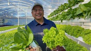 Amazing Hydroponics Farm Near Baguio City with English subtitle  Nars Adriano [upl. by Atterrol605]