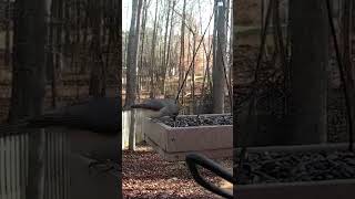 Nuthatches Chickadee and Titmouse Snack at the Feeder [upl. by Ulick904]